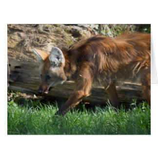 Chrysocyon brachyurus