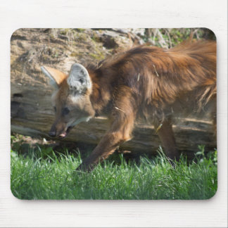 Chrysocyon brachyurus mouse pad