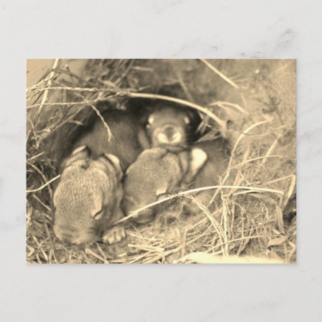 Chubby Bunny Challenge - Postcard (Front)