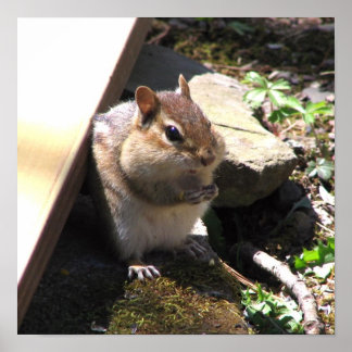 Chubby Chipmunk Poster