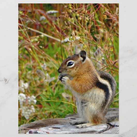 Chubby cute chipmunk on on wood stump (Front)