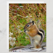 Chubby cute chipmunk on on wood stump (Front/Back)
