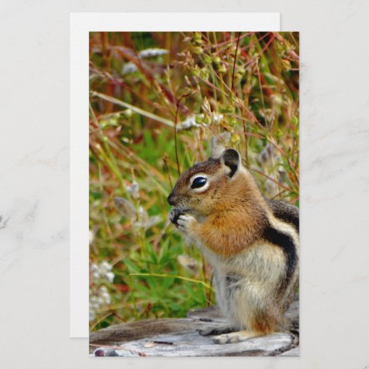 Chubby cute chipmunk on on wood stump (Front/Back)