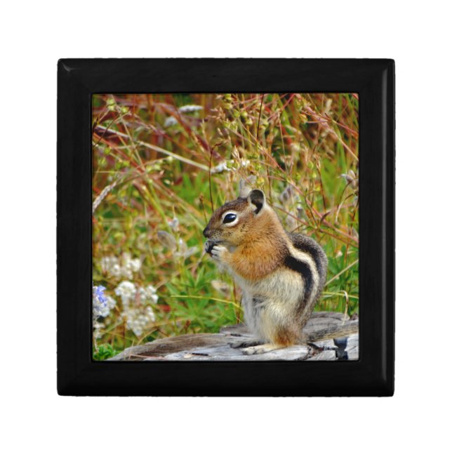 Chubby cute chipmunk on  on wood stump gift box (Front)