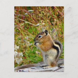 Chubby cute chipmunk on on wood stump postcard