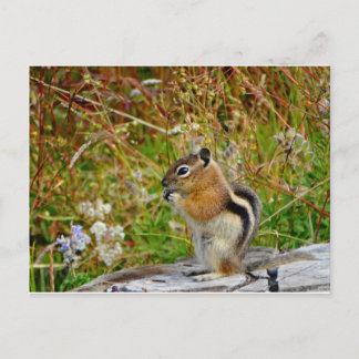 Chubby cute chipmunk on on wood stump postcard