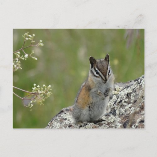 chubby cute chipmunk on rock postcard