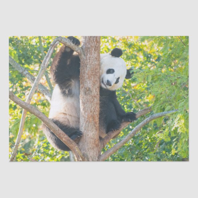 Chubby Giant Panda in a Tree Tissue Paper (Front)