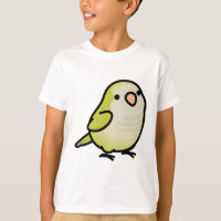 Chubby Pallid Quaker Parrot