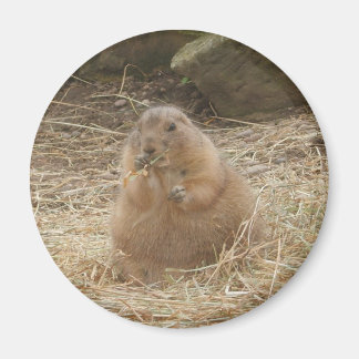 Chubby Prairie Dog Magnet