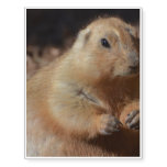 Chubby Prairie Dog Temporary Tattoos