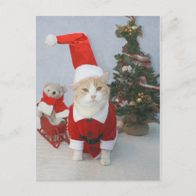 Chubby Santa Cat Holiday Postcard (Front)