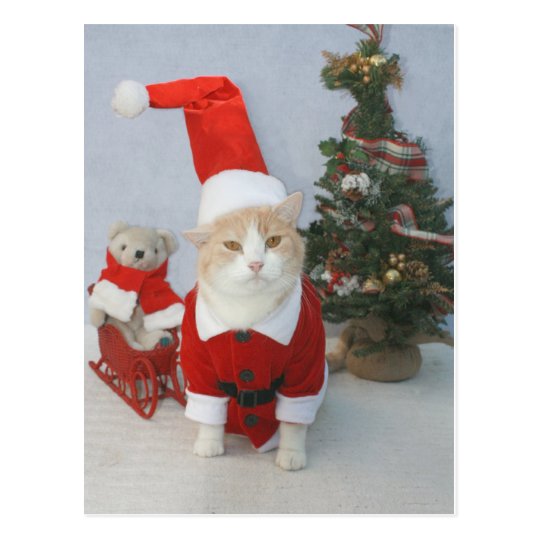 Chubby Santa Cat Postcard