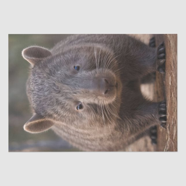 Chubby The Australian Wombat,  Tissue Paper (Front)