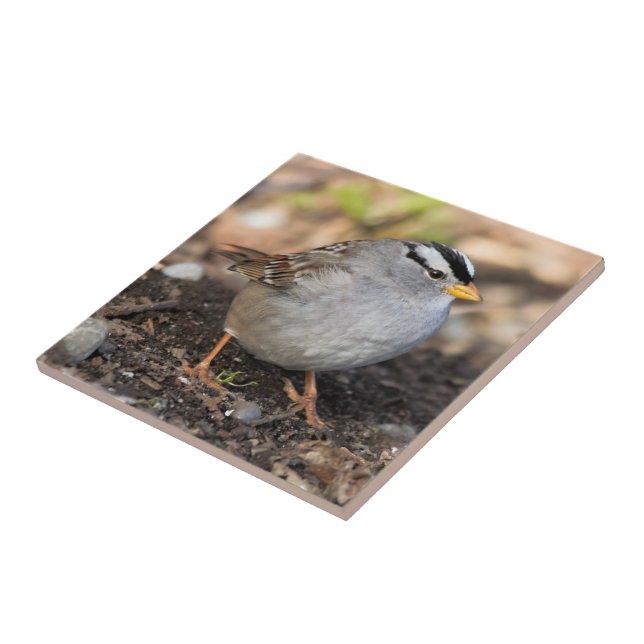 Chubby White-Crowned Sparrow in the Winter Sun Ceramic Tile (Side)