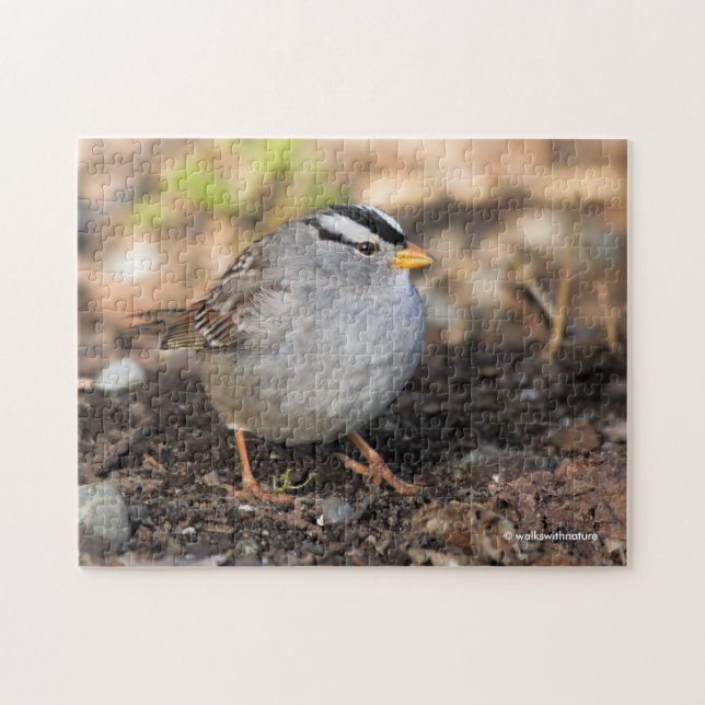 Chubby White-Crowned Sparrow in the Winter Sun Jigsaw Puzzle (Horizontal)
