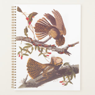 Chuck Will's Widow Nightjar with Coral Snake Planner