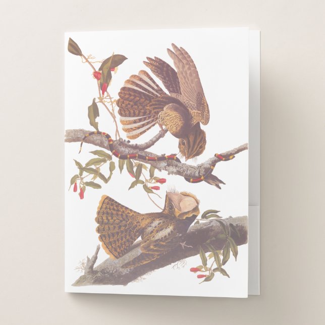 Chuck Will's Widow Nightjar with Coral Snake Pocket Folder (Front)