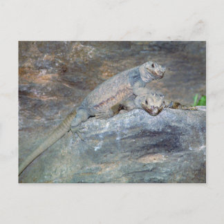 Chuckwalla Head Stand Postcard