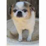 Chug Dog Cutout<br><div class="desc">My little Pug/Chihuahua cross.</div>