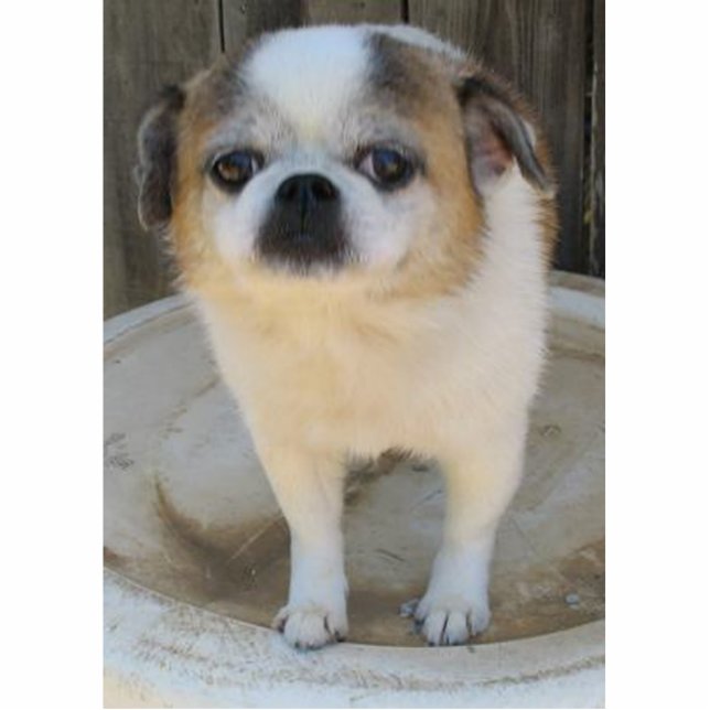 Chug Dog Cutout (Front)