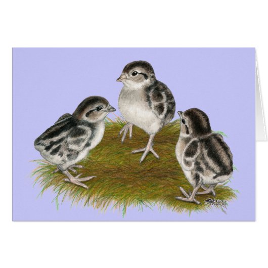 Chukar Partridge Chicks Cards (Front Horizontal)