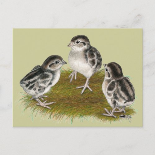 Chukar Partridge Chicks Postcard