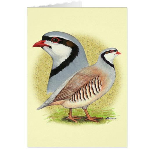 Chukar Partridge Combo Cards (Front)