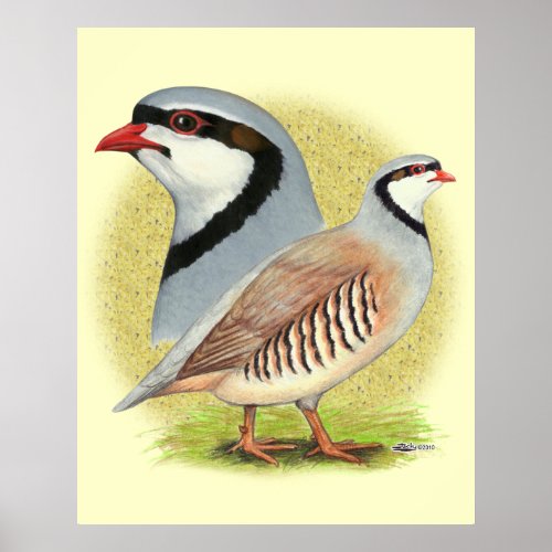 Chukar Partridge Combo Poster