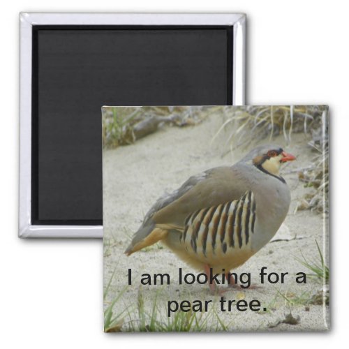 Chukar Partridge game bird hunting sport Magnet