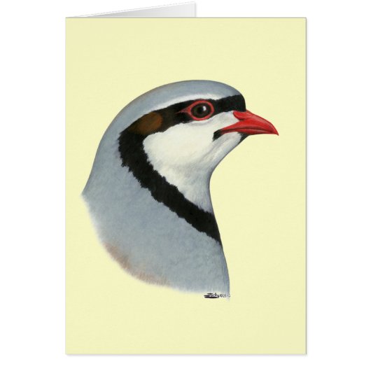 Chukar:  Partridge Head (Front)