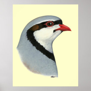 Chukar:  Partridge Head Poster