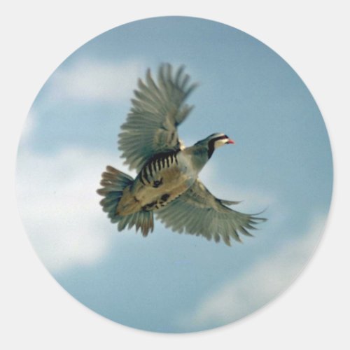 Chukar partridge in flight classic round sticker