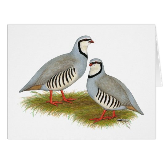 Chukar Partridge Pair (Front Horizontal)