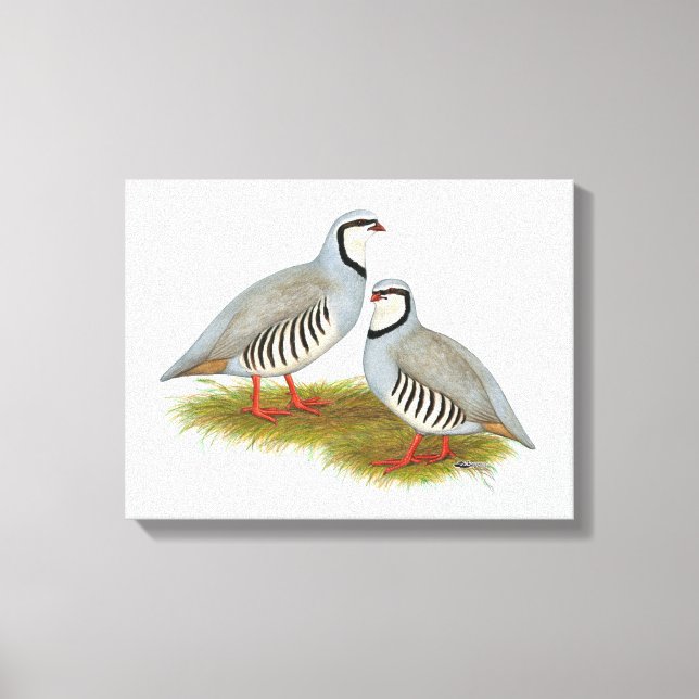Chukar Partridge Pair Canvas Print (Front)