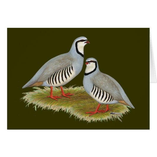 Chukar Partridge Pair Cards (Front Horizontal)