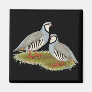 Chukar Partridge Pair Magnet
