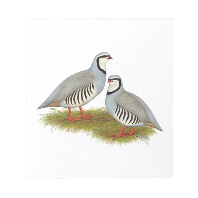 Chukar Partridge Pair Notepad (Front)