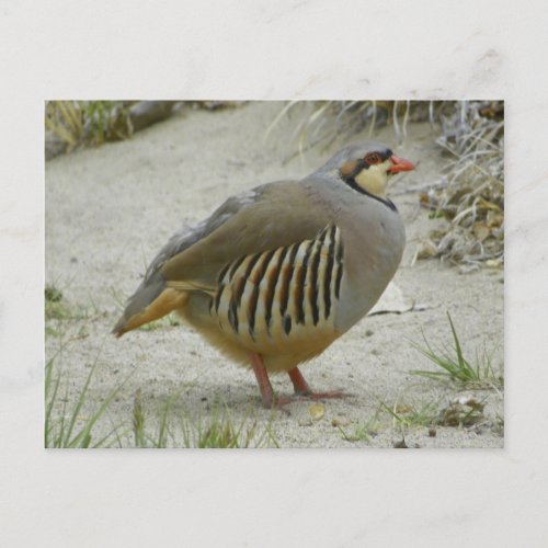 Chukar Partridge Postcard