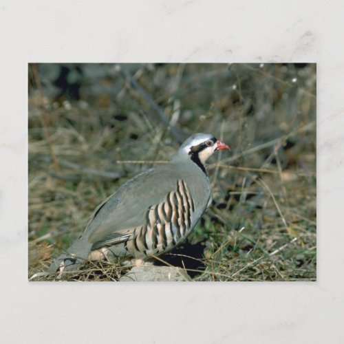 Chukar partridge postcard