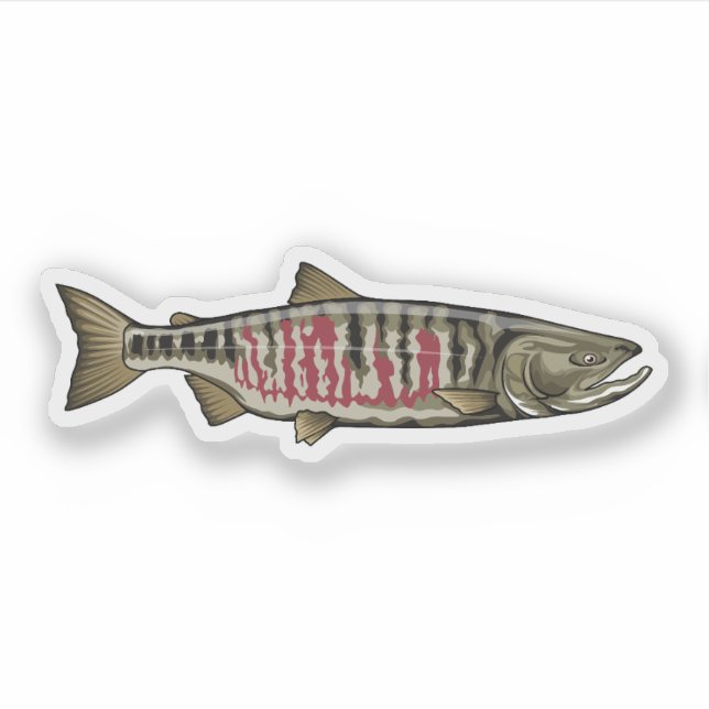 Chum Salmon illustration Sticker (Front)