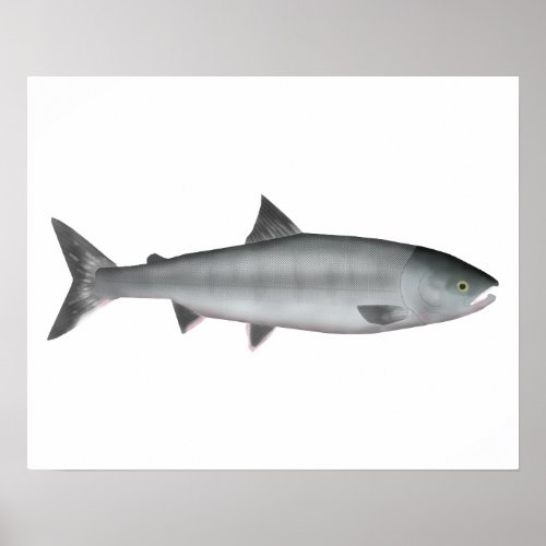 Chum Salmon Ocean Poster