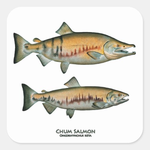 Chum Salmon Pair spawning phase Square Sticker