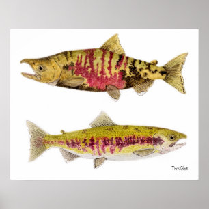 Chum Salmon Poster