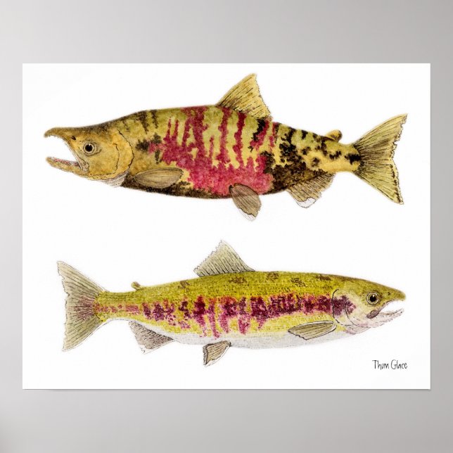 Chum Salmon Poster (Front)