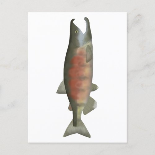 Chum Salmon _ Spawn Phase Postcard