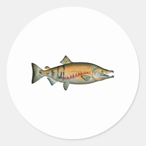 Chum Salmon spawning phase Classic Round Sticker