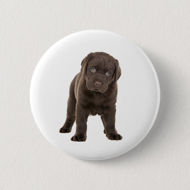 Chunky Chocolate Labrador Puppy Pinback Button (Front)