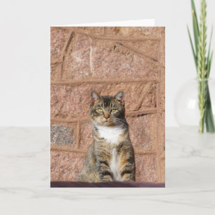 Church Cat Card