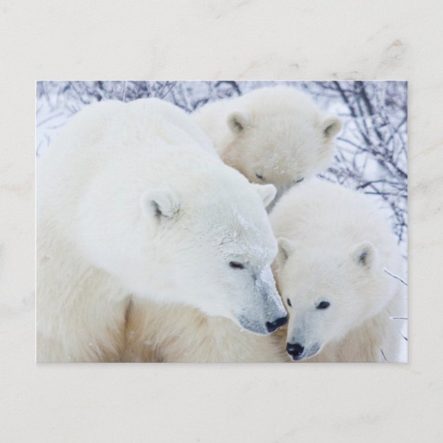 Churchill Wildlife Management Area Postcard (Front)